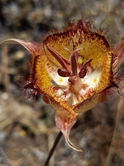 Calochortus fimbriatus