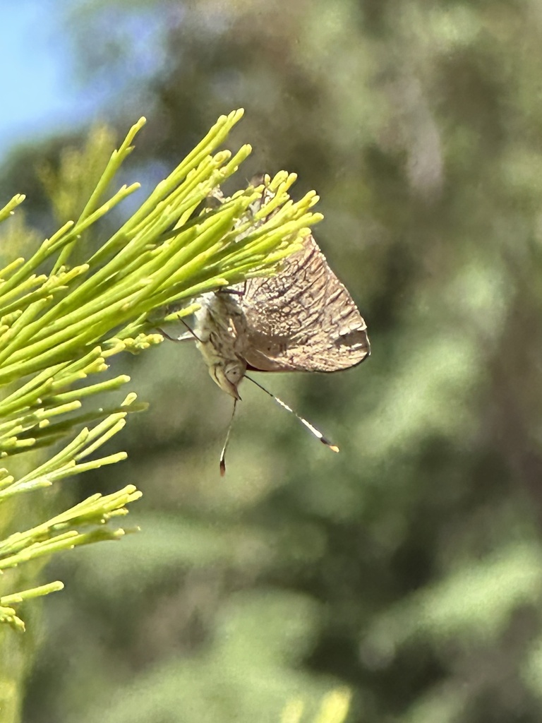 Eltham copper butterfly from Castlemaine Botanical Gardens, Castlemaine, VIC, AU on December 20