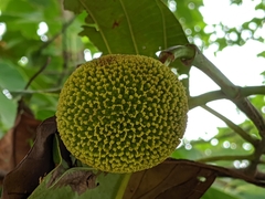 Naucleeae