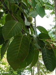 Naucleeae