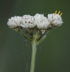 Antennaria corymbosa