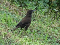 Myrmecocichla aethiops