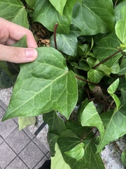 Magnoliopsida