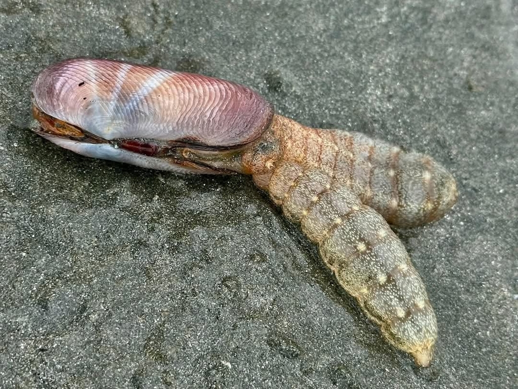Sulcate Sunset Shell