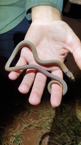 Western hooded scaly-foot
