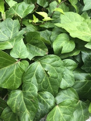 Magnoliopsida