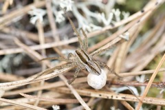 Pardosa distincta