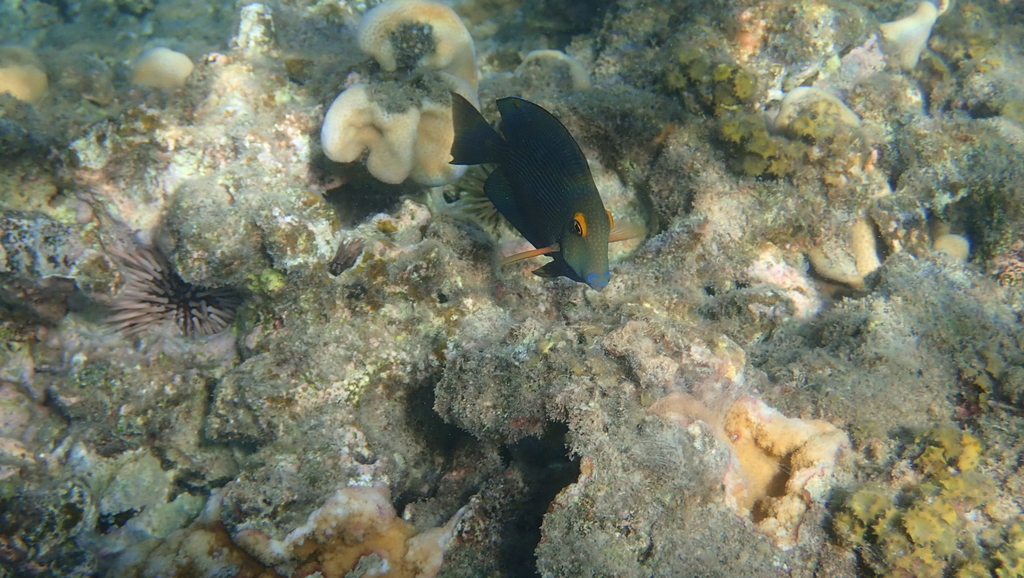 Spotted surgeonfish