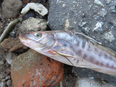 Pimelodus maculatus