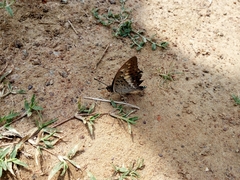 Charaxes solon