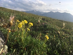 Potentilla biflora