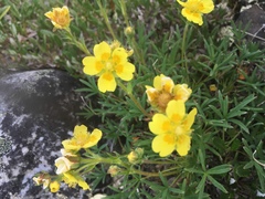 Potentilla biflora