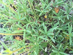 Potentilla biflora