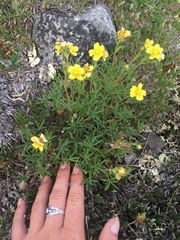 Potentilla biflora