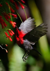 Magnificent Sunbird photo 5