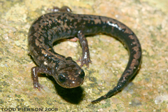Weller's Salamander photo 3