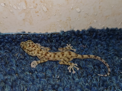 Yellow Fan-fingered Gecko