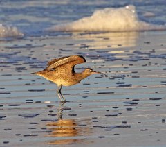 Numenius phaeopus hudsonicus