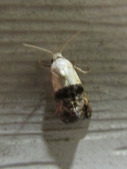 Eugnosta erigeronana