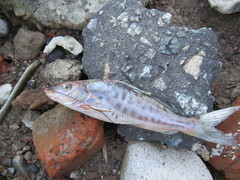 Pimelodus maculatus