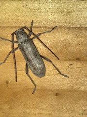 Eburia mutica