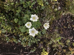 Anemone lithophila
