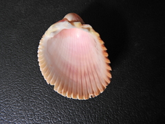 Trachycardium procerum
