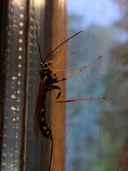 Megarhyssa nortoni