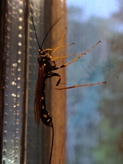 Megarhyssa nortoni