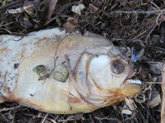 Pygocentrus nattereri