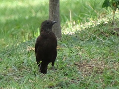 Myrmecocichla aethiops