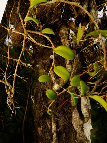 Bulbophyllum clandestinum observed 2024-12-18
