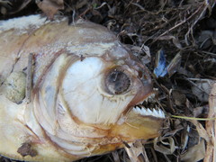 Pygocentrus nattereri