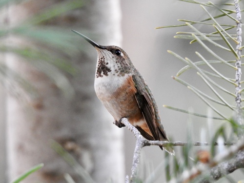 Rufous Hummingbird photographed in New Mexico