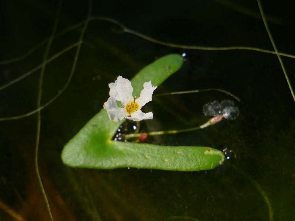 Nymphoides furculifolia