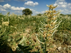 Sophora alopecuroides