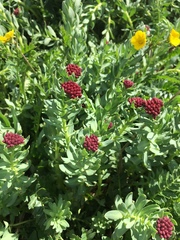 Rhodiola