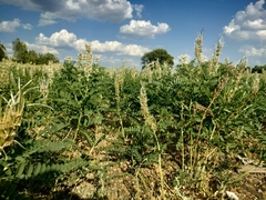 Sophora alopecuroides