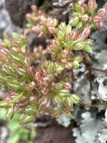 Polycarpon tetraphyllum observed 2024-12-19