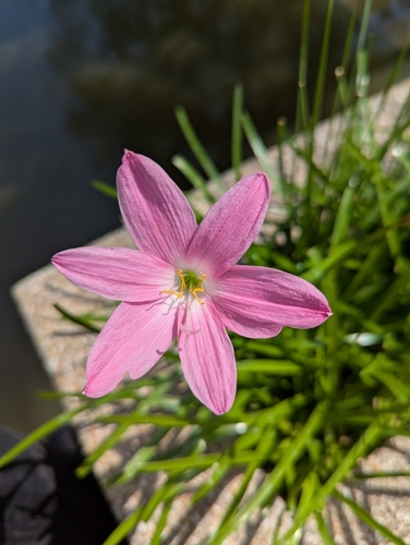 Image of Zephyranthes carinata by no rights reserved