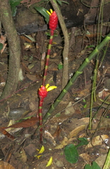 Costus vargasii