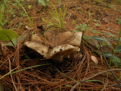 Russula densifolia