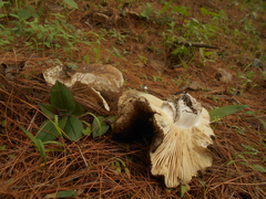 Russula densifolia