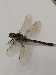 Aeshnidae