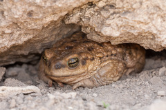 Warty Toad photo 4