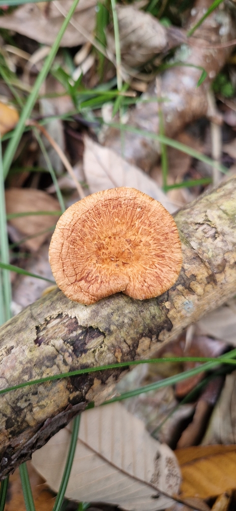 Neofavolus alveolaris · December 2024 · photo: © gustaf1 (iNaturalist, cc0)