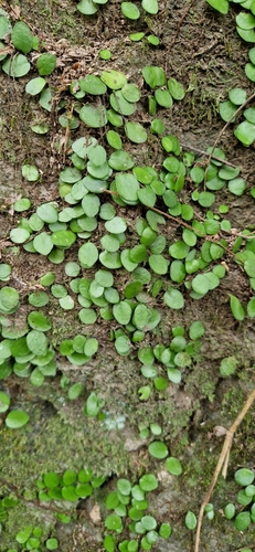 Lepisorus microphyllus, photograph 1