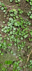 Lepisorus microphyllus, photograph Gustaf Fredell, CC BY, iNaturalist via GBIF