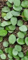Lepisorus microphyllus, photograph Gustaf Fredell, CC BY, iNaturalist via GBIF
