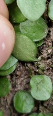 Lepisorus microphyllus, photograph Gustaf Fredell, CC BY, iNaturalist via GBIF